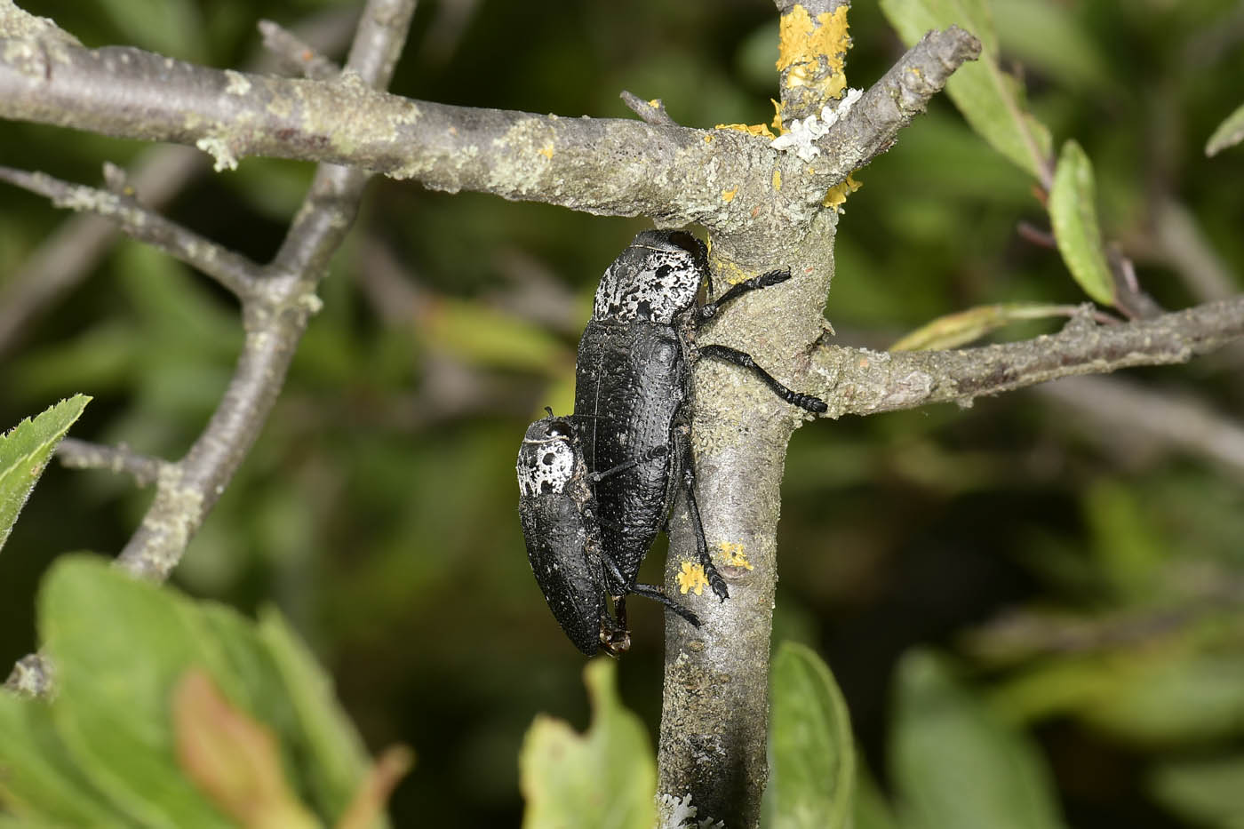 Buprestidae: Capnodis sp.? S, Capnodis tenebrionis